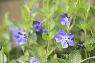 长春花