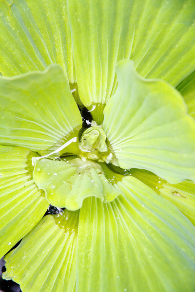 水生菜