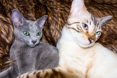 俄罗斯蓝猫和孟加拉猫
