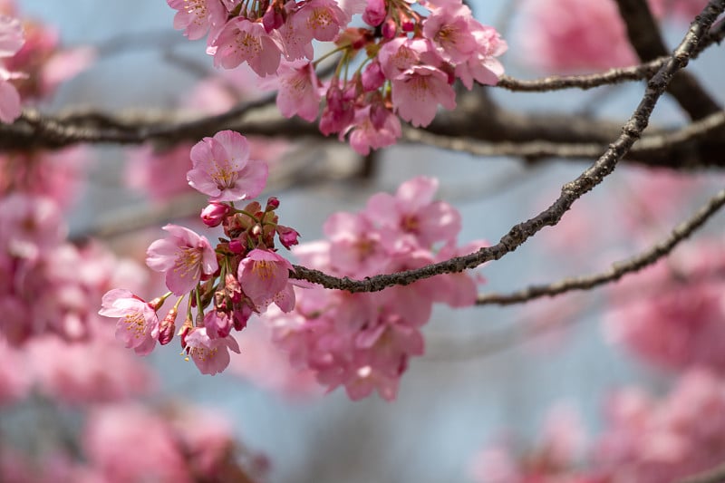 日本樱花