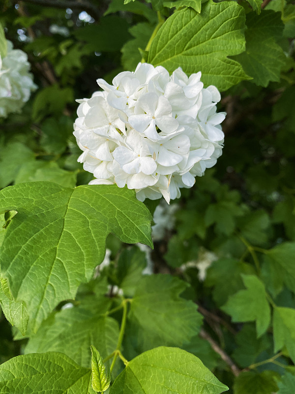 荚蒾属白色花，俗称蔷薇或雪球花。概念植物学，园艺，春天的时间