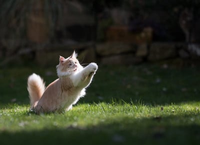 玩猫