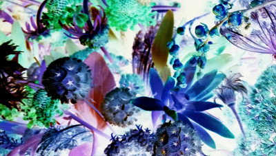 幻想的花