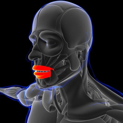 眼轮匝肌解剖医学概念3D