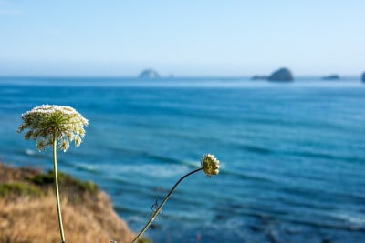 选择性地关注俄勒冈州海岸线上的一种漂亮的白色野花
