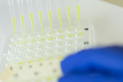 在实验室中使用多通道吸液管和多孔电子管板的科学家，实验室工作科学家的概念