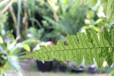 蕨类，家居装饰用叶植物