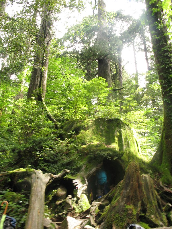 2010年6月25日，日本屋久岛的景观被屋久树和绿色所包围