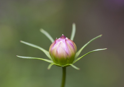 花开花特写镜头