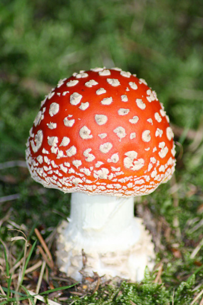毒蕈(毒鹅膏菌变种)