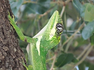 古巴骑士Anole (Anolis马)特写