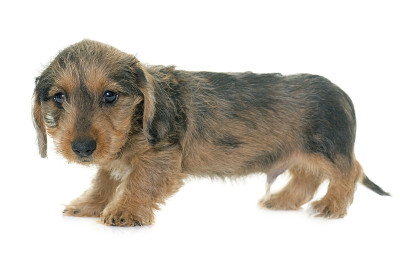小铁丝毛腊肠犬