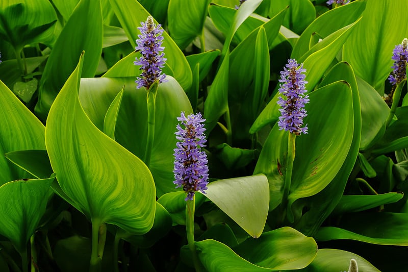 梭梭草(Pontederia Cordata)的花和叶的特写