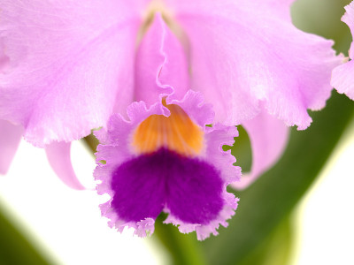 卡特里亚花