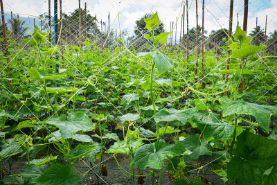 在有机蔬菜农场中种植黄瓜