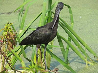 福罗里达州湿地上的朱鹮(Plegadis falcinellus)正在梳理毛发
