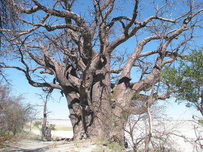 Baobab