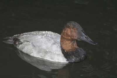 一只雄性野鸭，Aythya valisineria