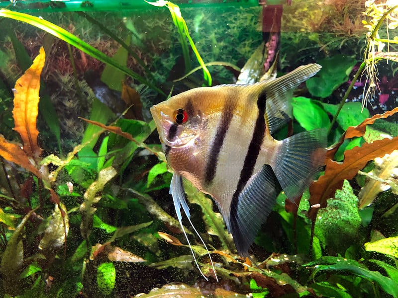 热带水族馆里的神仙鱼