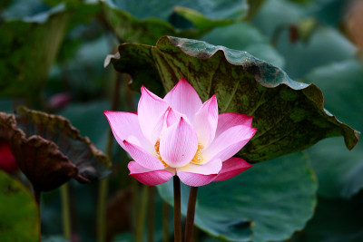 荷花