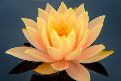 橙色耐寒睡莲花