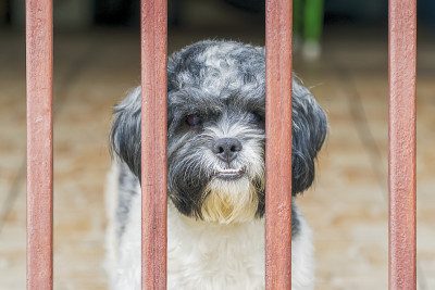 可爱的西施犬站在篱笆围起来的窗台上，看着相机