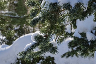 雪上的绿色和银色的松树小绿松针。模糊的浅绿色背景。有选择性的重点。特写镜头。常青园林中的冬天的故事。