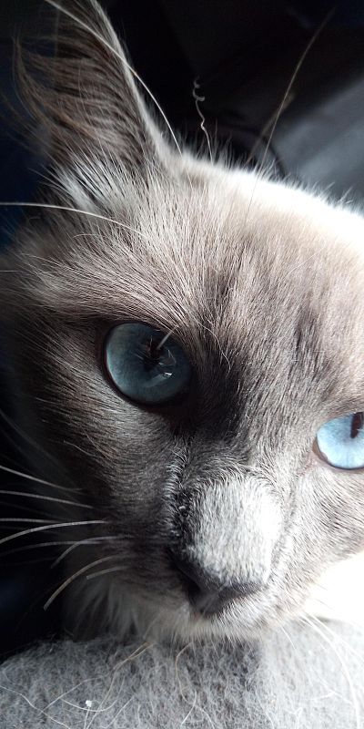 蓝眼睛的猫