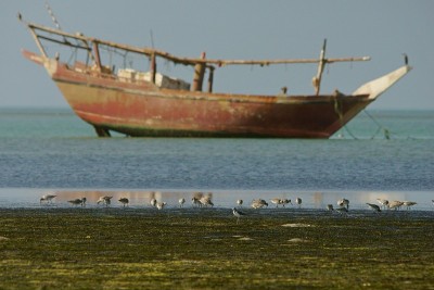 斑尾Godwit / Limosa laponica