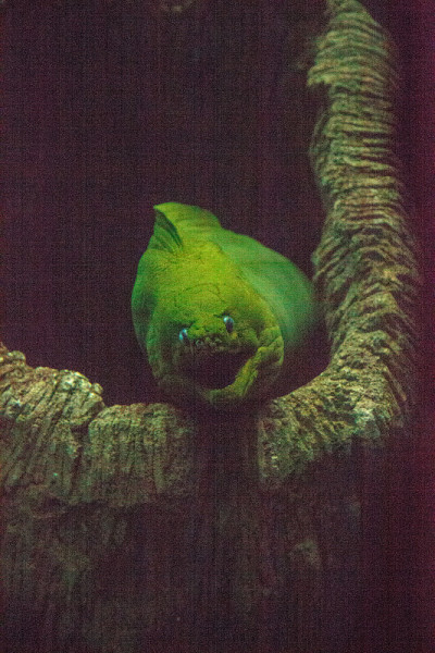 绿色海鳗