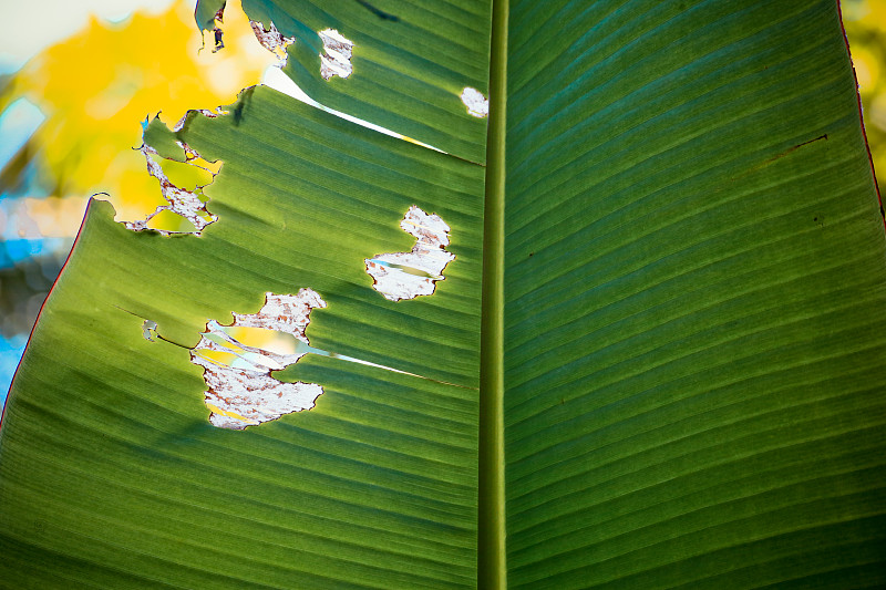 香蕉树的背景