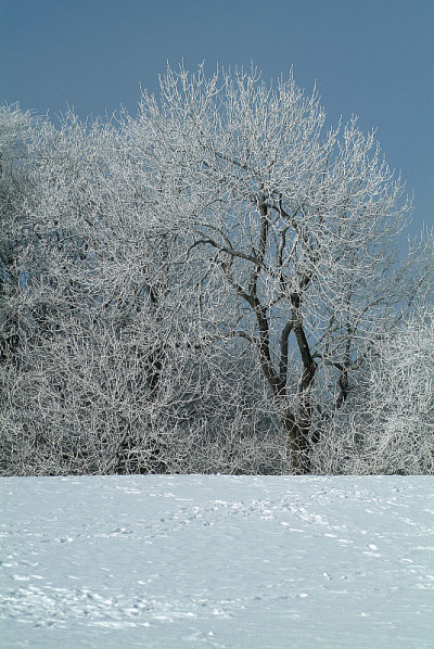 雪中的森林