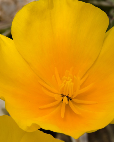 Goldpoppy