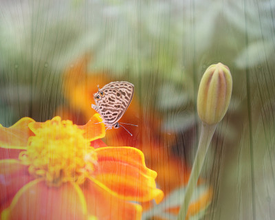 蜜蜂