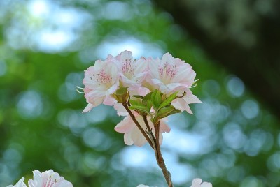 大村公园的樱花