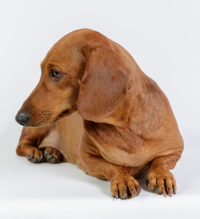 有趣的小猎犬