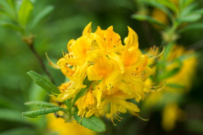 黄花杜鹃、金银花黄花杜鹃近距离选用焦点