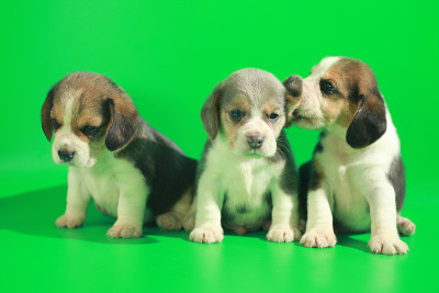 1个月纯种小猎犬幼犬在绿色屏幕上