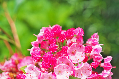 Kalmia