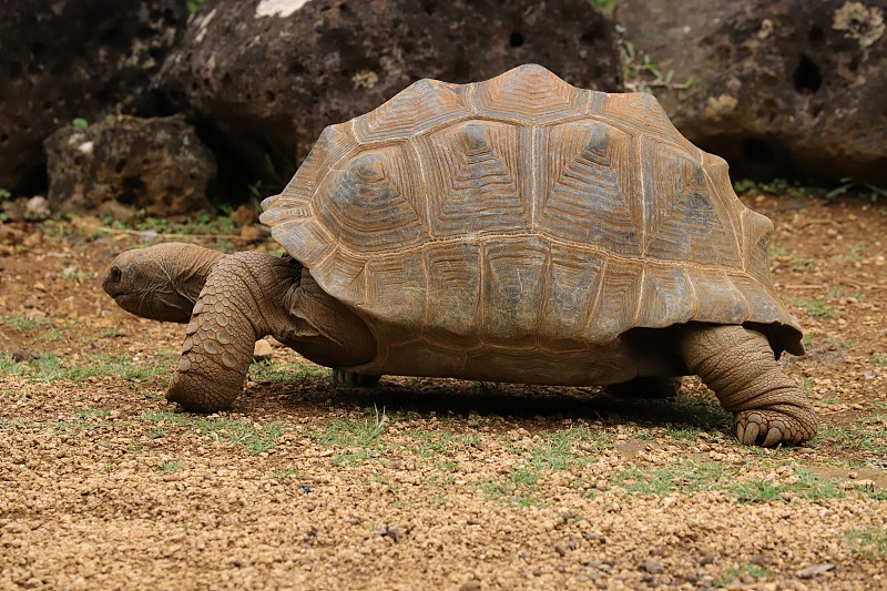 亚达伯拉巨龟，Dipsochelys gigantea，毛里求斯，印度洋，非洲