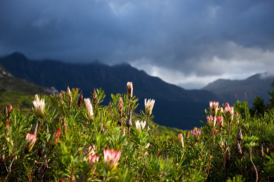开普敦的Protea Fynbos