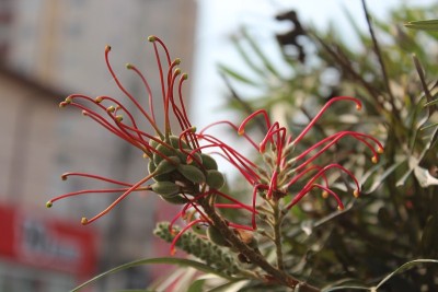 Grevillea banksii