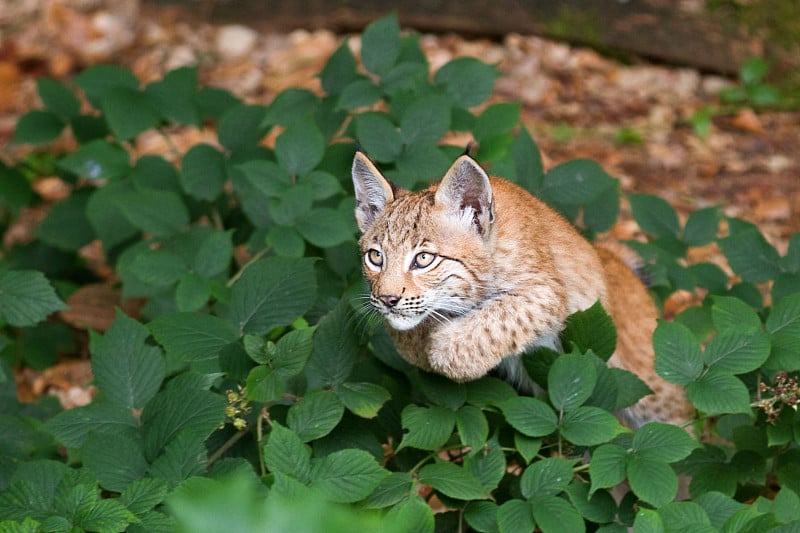 跳猞猁