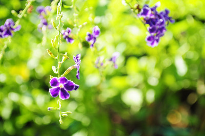 花紫色天空