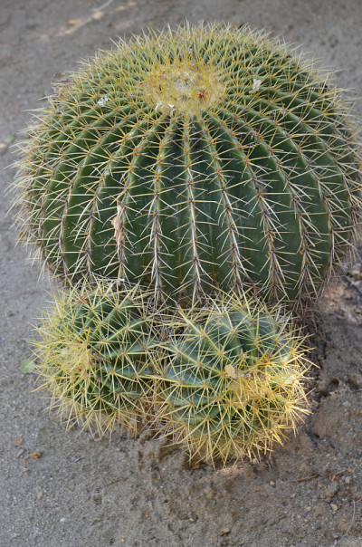 金桶仙人掌(Echinocactus Grusonii)的特写