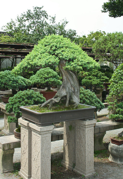 盆景花园