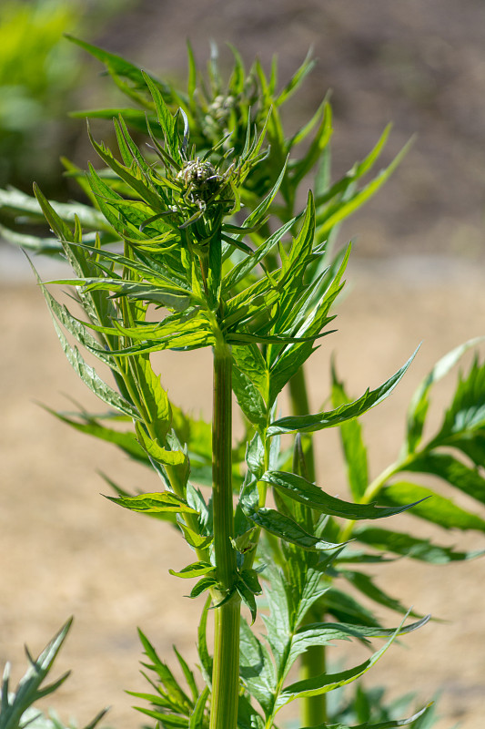 药用植物缬草，缬根提取物有镇静、抗焦虑作用，促进睡眠