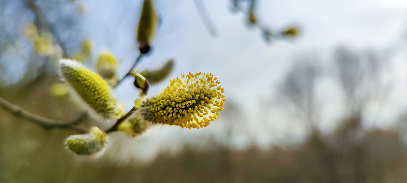 黄色的杨柳花