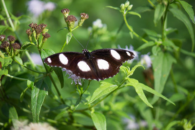 Eggfly蝴蝶