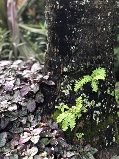 茂密的植被生长在树干周围